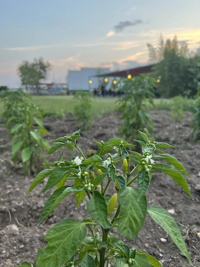 Jardin — coin ombragé